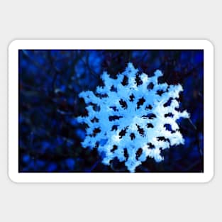 snowflake in blue 5 Sticker